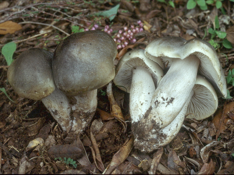 Proposta di studio di Tricholoma saponaceum